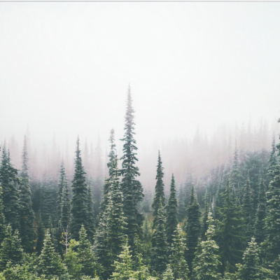 488-4883292_trees-forest-treetops-overlay-background-pine-tree-forest